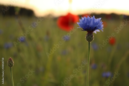 Blue flowers at golden hour in the field.
