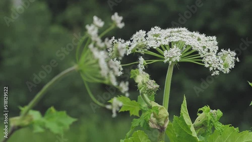 Giant hogweed against with large white flowers, heracleum manteggazzianum. Dangerous allergic cow parsnip plant growing in field. Poisonous heracleum grass inflorescence. photo