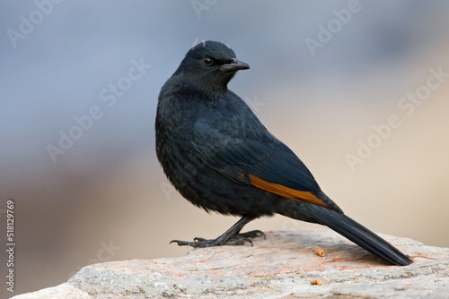 African Red-winged Starling, Onychognathus morio