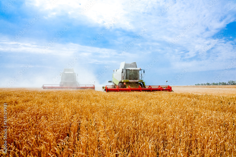 Fototapeta premium Grain harvesters working in wheat and rye field. Agriculture background. Harvest season