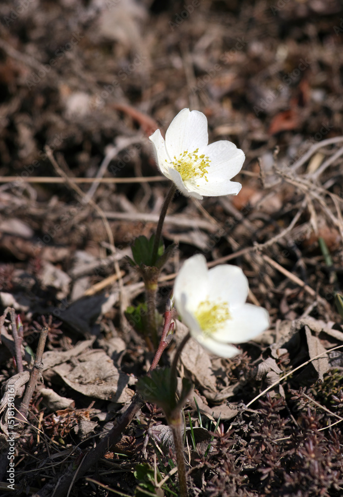 Close up of a Snowdrop Anemone flower, Denali National Park Alaska USA
Close up of a Snowdrop Anemone flower, Denali National Park Alaska USA