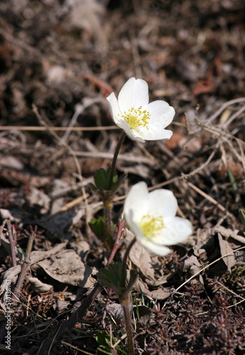 Close up of a Snowdrop Anemone flower, Denali National Park Alaska USA 