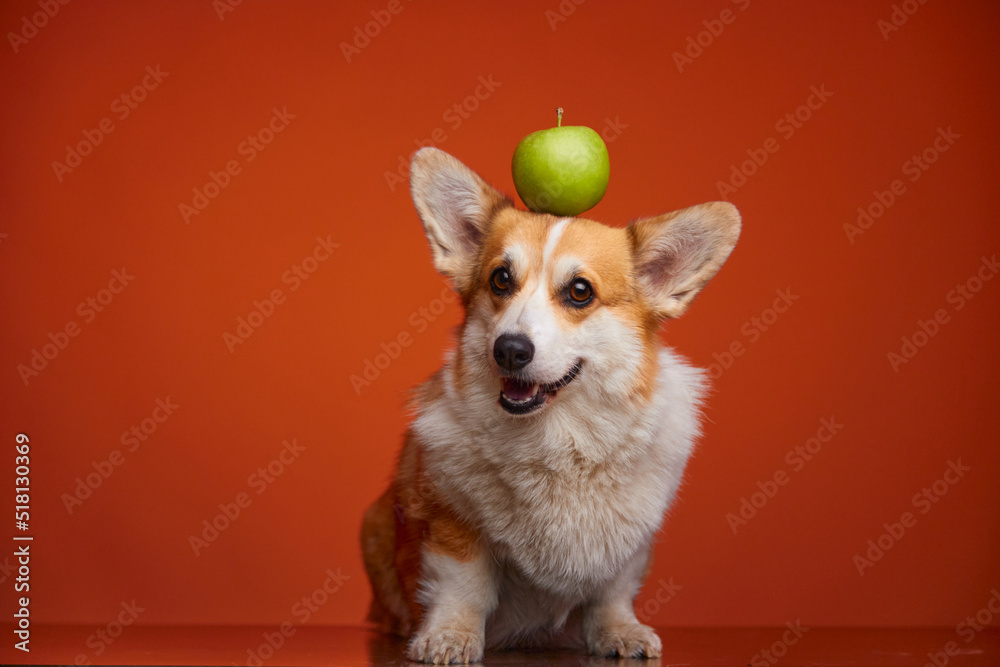 A happy Welsh Corgi Pembroke dog is holding a green apple on her head. The dog and the apple are isolated on an orange background. Apples in the puppy's diet. Healthy Lifestyle. A happy Welsh Corgi Pembroke dog is holding a green apple on her head. The dog and the apple are isolated on an orange background. Apples in the puppy's diet. Healthy Lifestyle.