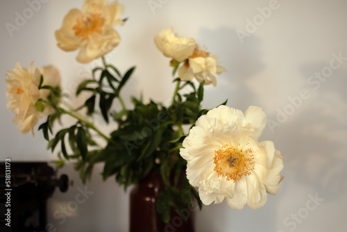 Gorgeous 'Coral Sunset' Peony flower blooming.