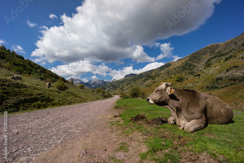 vaca junto a la pista, valle de Guarrinza, pirineo aragones,Huesca,Spain photo