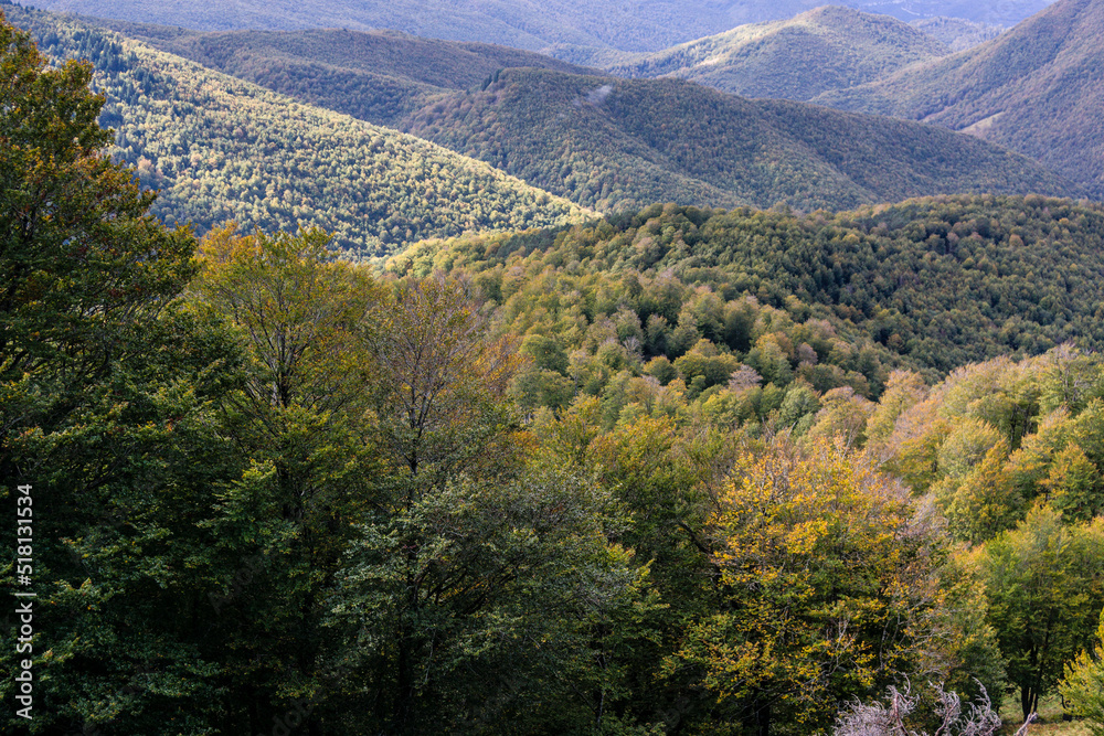 Fototapeta premium reserva integral de Lizardoia, selva de Irati,comunidad foral de Navarra, Spain