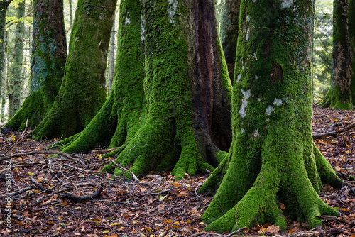 reserva integral de Lizardoia, selva de Irati,comunidad foral de Navarra, Spain photo