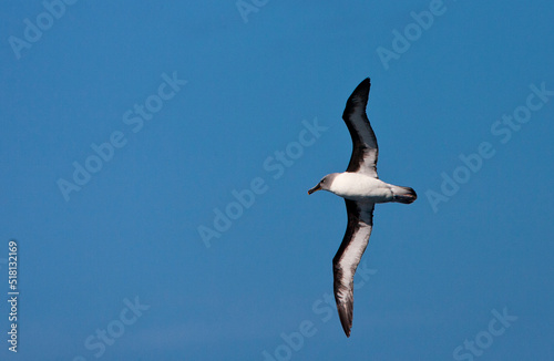 Grijskopalbatros, Grey-headed Albatross, Thalassarche chrysostoma photo