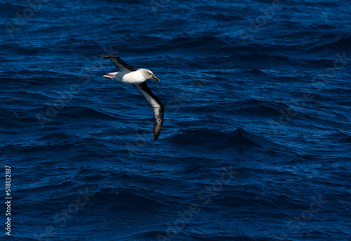 Grijskopalbatros, Grey-headed Albatross, Thalassarche chrysostoma