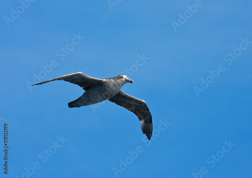 Noordelijke Reuzenstormvogel, Hall's Giant Petrel, Macronectes halli photo