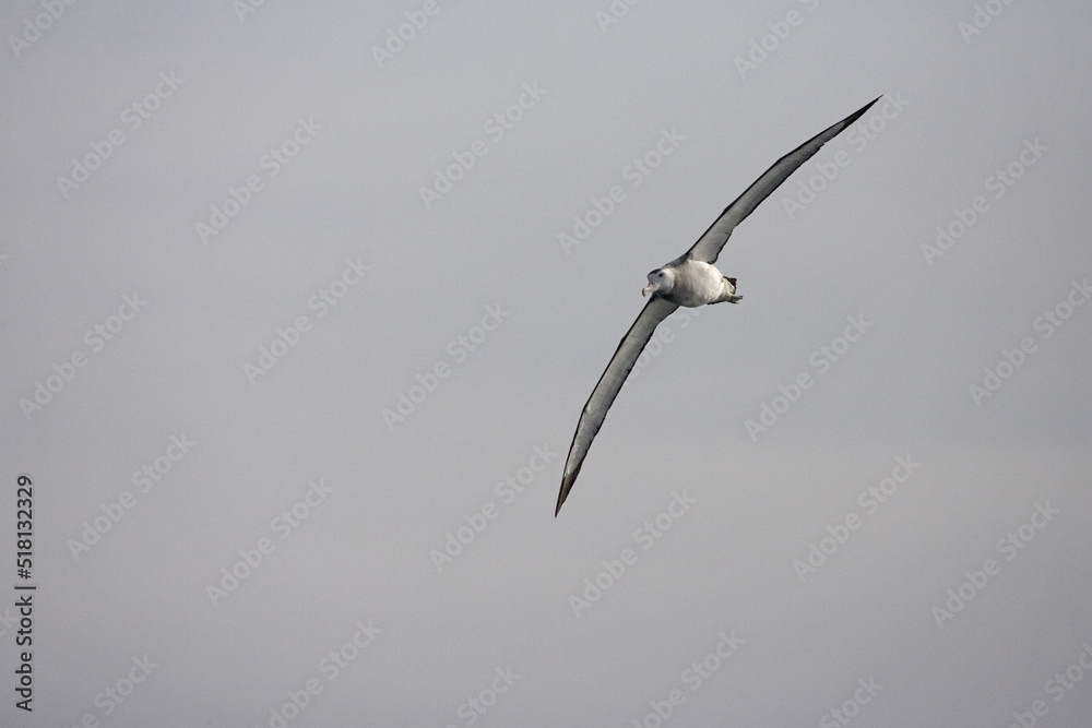 Snowy (Wandering) albatross, Diomedea (exulans) exulans Snowy (Wandering) albatross, Diomedea (exulans) exulans