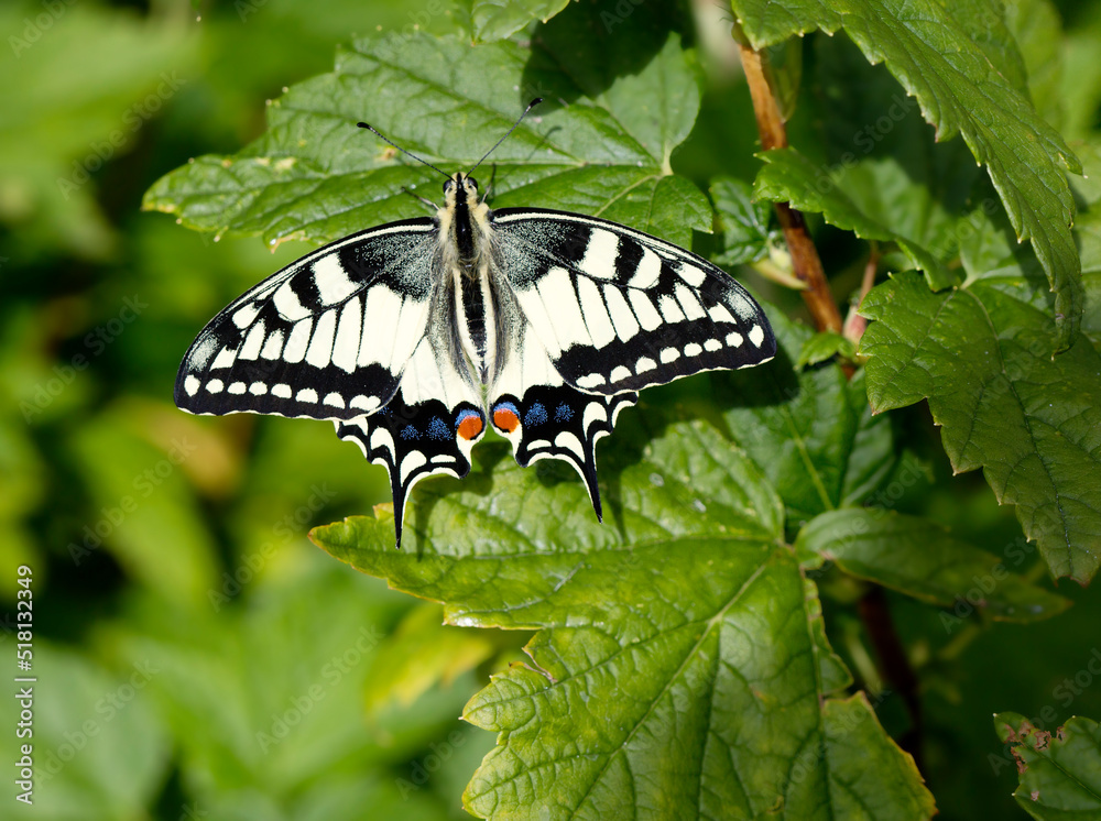 Swallowtail Butterfly (Latin Papilio machaon).
It is a day butterfly from the family of sailboats or cavaliers. The wingspan is 6.5 - 8.6 cm (adult). This is one of the most elegant butterflies in Eu Swallowtail Butterfly (Latin Papilio machaon).
It is a day butterfly from the family of sailboats or cavaliers. The wingspan is 6.5 - 8.6 cm (adult). This is one of the most elegant butterflies in Eu