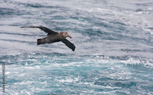 Noordelijke Reuzenstormvogel, Hall's Giant Petrel, Macronectes halli photo