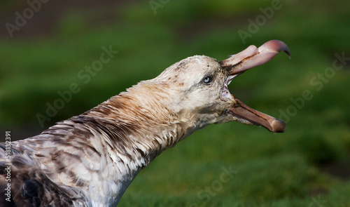 Noordelijke Reuzenstormvogel, Hall's Giant Petrel, Macronectes halli photo