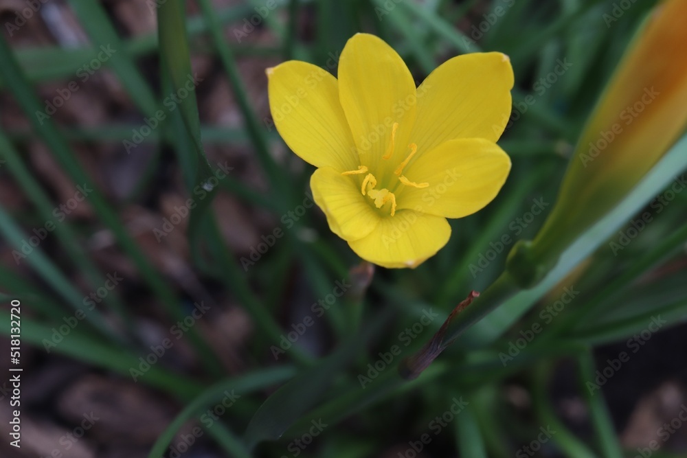 Obraz premium close-up beautiful yellow flower in garden
