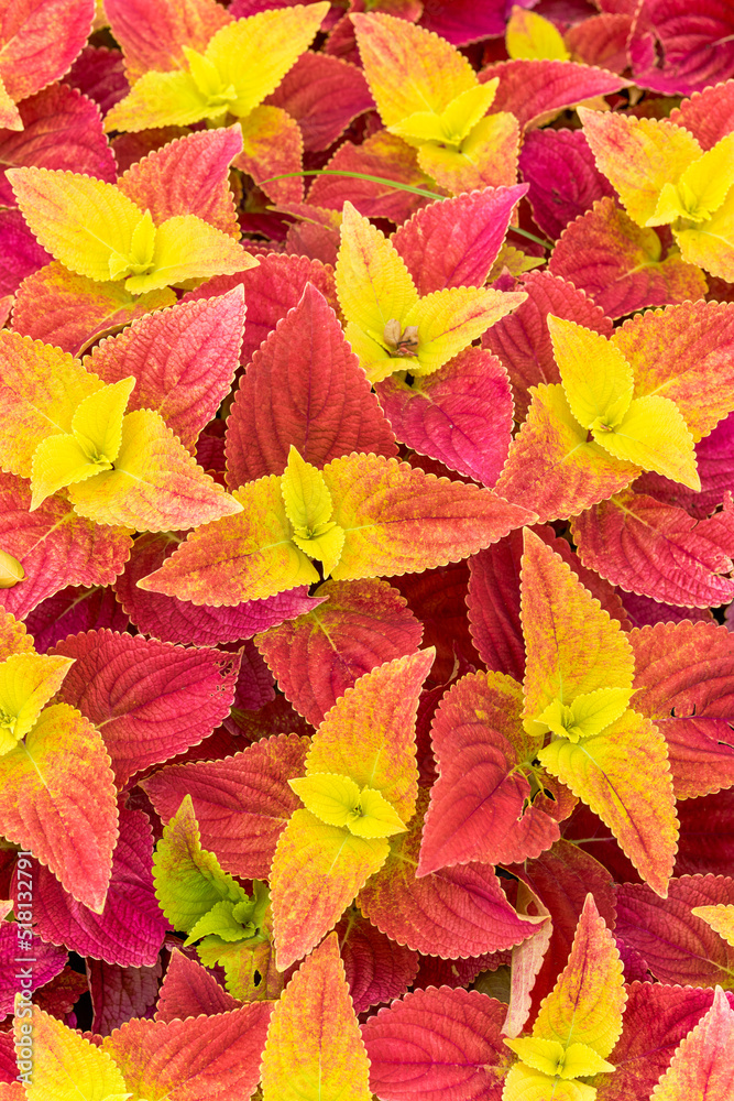 The lush multicolored Suzu in the garden garden The lush multicolored Suzu in the garden garden