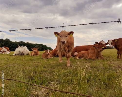 Braune Kuh vor Herde auf großem Feld kommt auf dich zu photo