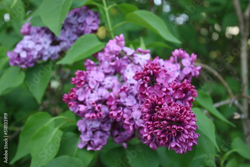 Purple lilac flowers on a sunny evening.