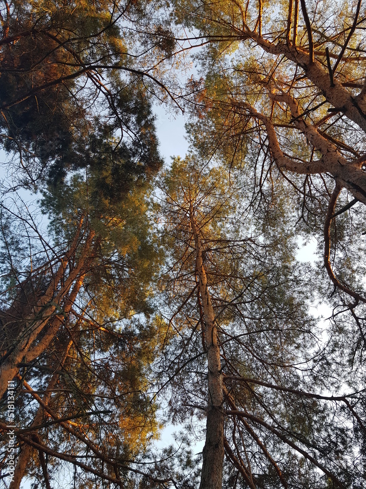 Obraz premium autumn in the forest