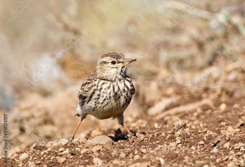 Large-billed Lark, Galerida magnirostris