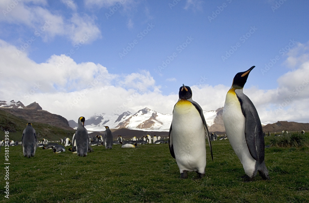 Fototapeta premium King Penguin, Aptenodytes patagonicus