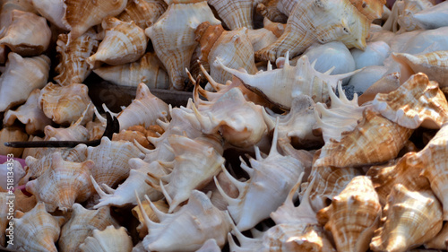 Beautiful Conch Shell collected from the Puri Sea beach at Odisha, India.