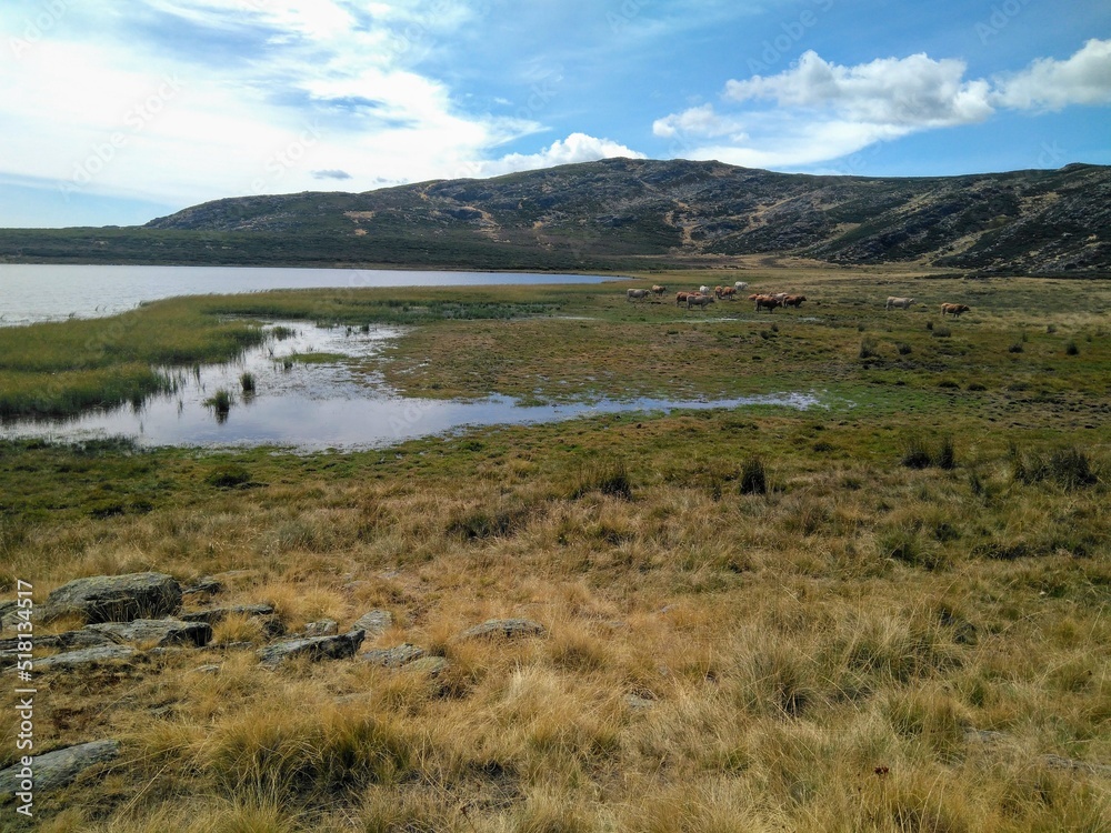 Cows by the Lagoon