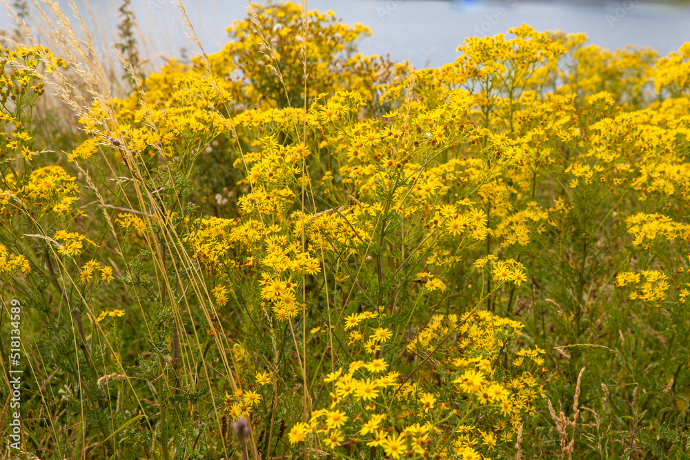 Obraz premium wild flowers