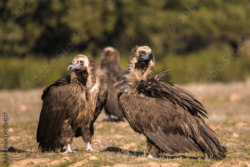 Monniksgier  Eurasian Black Vulture  Aegypius monachus