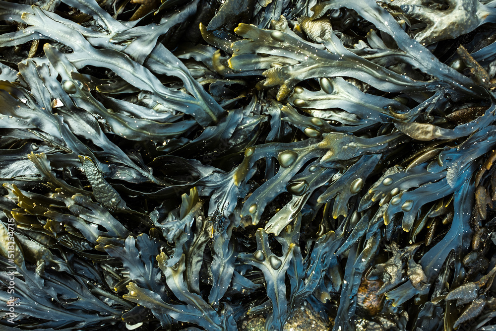 Fresh marine edible seaweed fucus as an abstract background for organic medical, pharmaceutical, and food themes. Top view.