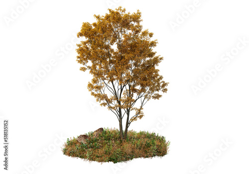 Autumn tree on a white background