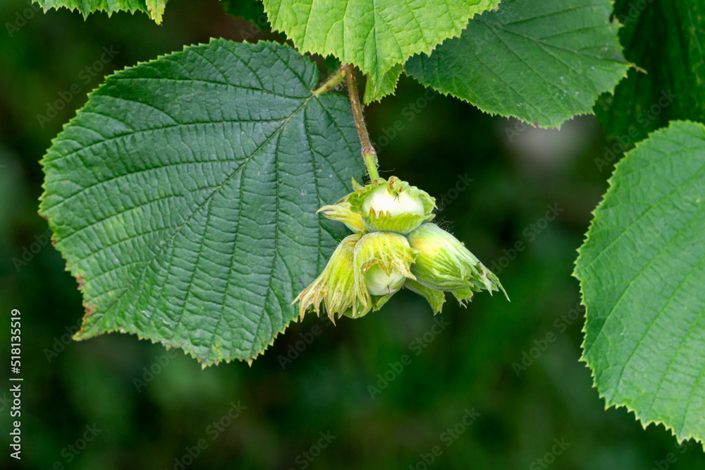 Green unripe hazelnuts on a branch in the garden. Green unripe hazelnuts on a branch in the garden.