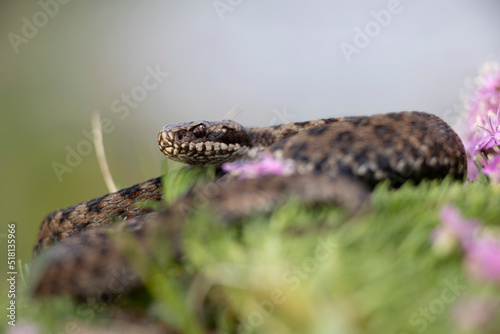 Vipera berus, the common European adder or common European viper, is a venomous snake that is extremely widespread and can be found throughout most of central and eastern Europe