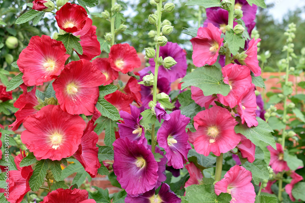 Red and purple mallow flowers on stems in the garden. A garden of hollyhocks in summer. Red and purple mallow flowers on stems in the garden. A garden of hollyhocks in summer.