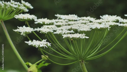 Giant hogweed against with large white flowers, heracleum manteggazzianum. Dangerous allergic cow parsnip plant growing in field. Poisonous heracleum grass inflorescence. photo