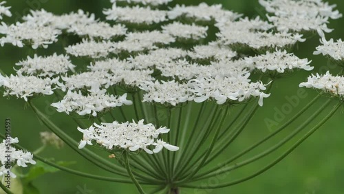 Giant hogweed against with large white flowers, heracleum manteggazzianum. Dangerous allergic cow parsnip plant growing in field. Poisonous heracleum grass inflorescence. photo