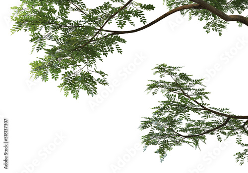 Foreground Flowering branches on a white background