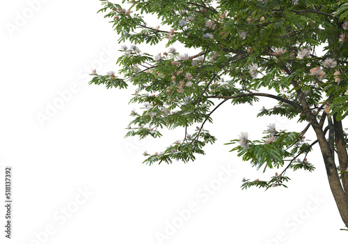 Foreground Flowering branches on a white background