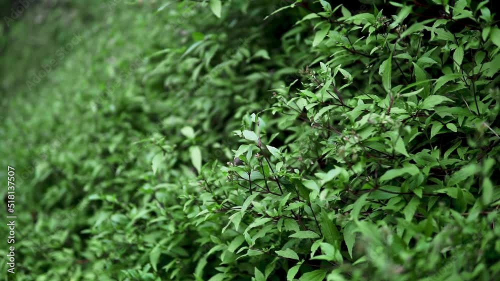 Wild plants of green bushes in the black breeze blowing in the breeze Wild plants of green bushes in the black breeze blowing in the breeze