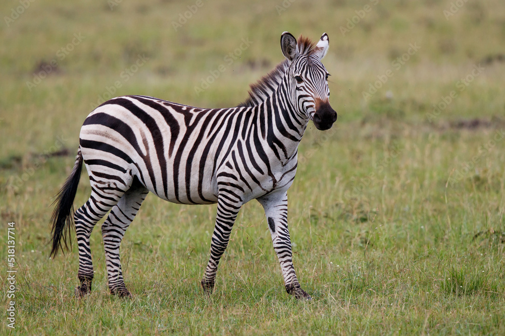 Zebra hanging around on the savanna of the Masai Mara National Reserve in Kenya Zebra hanging around on the savanna of the Masai Mara National Reserve in Kenya