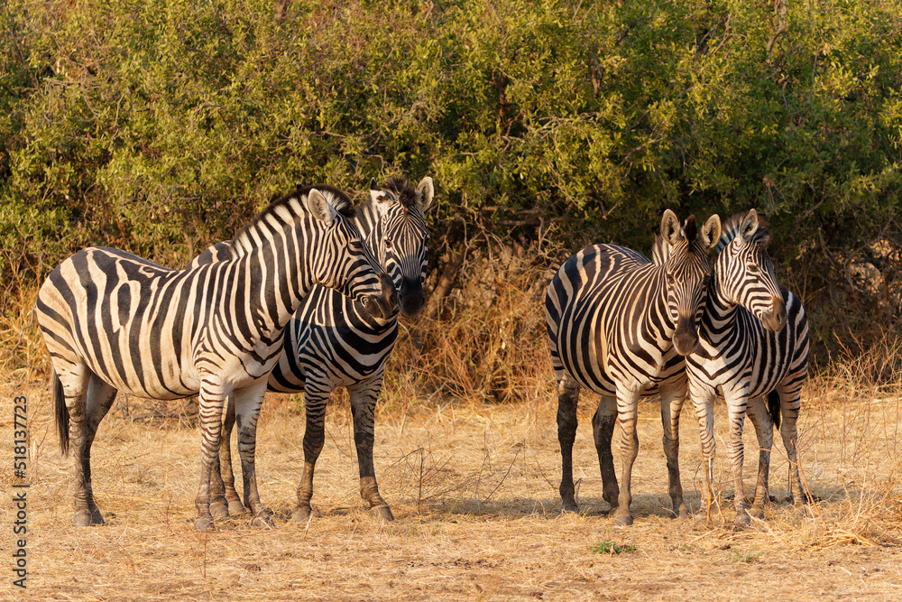 Zebra standing in Mashatu Game Reserve in the Tuli Block in Botswana Zebra standing in Mashatu Game Reserve in the Tuli Block in Botswana