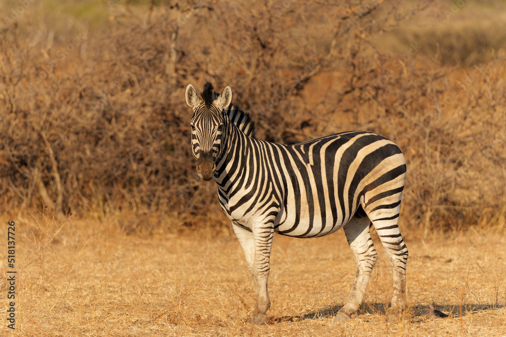 Zebra standing in Mashatu Game Reserve in the Tuli Block in Botswana Zebra standing in Mashatu Game Reserve in the Tuli Block in Botswana