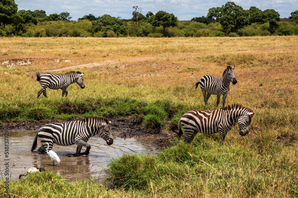 Fototapeta premium Zebra hanging around on the savanna of the Masai Mara National Reserve in Kenya