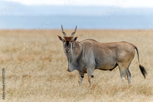 Common eland or eland antilope ( Taurotragus oryx) bull on the savannah of the Masai Mara National Reserve in Kenya photo