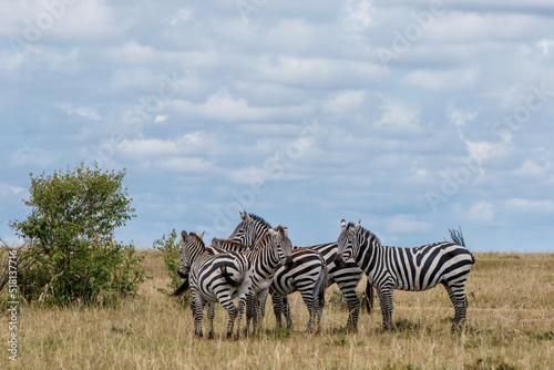 Zebra hanging around on the savanna of the Masai Mara National Reserve in Kenya