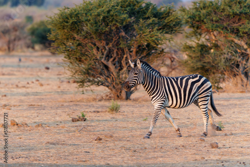 Zebra running in Mashatu Game Reserve in the Tuli Block in Botswana 