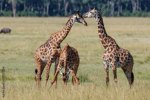 Giraffe walking on the plains of the Masai Mara National Park in Kenya