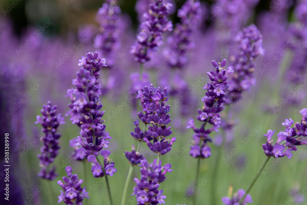 A close-up of the lavender flowers A close-up of the lavender flowers