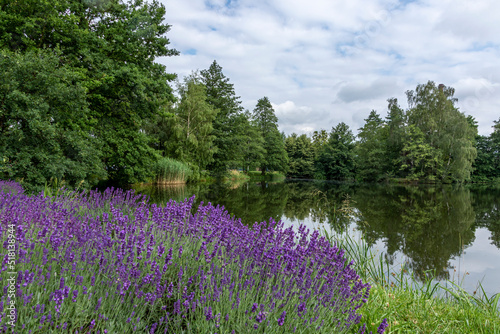 The shore of the pond overgrown with lavender