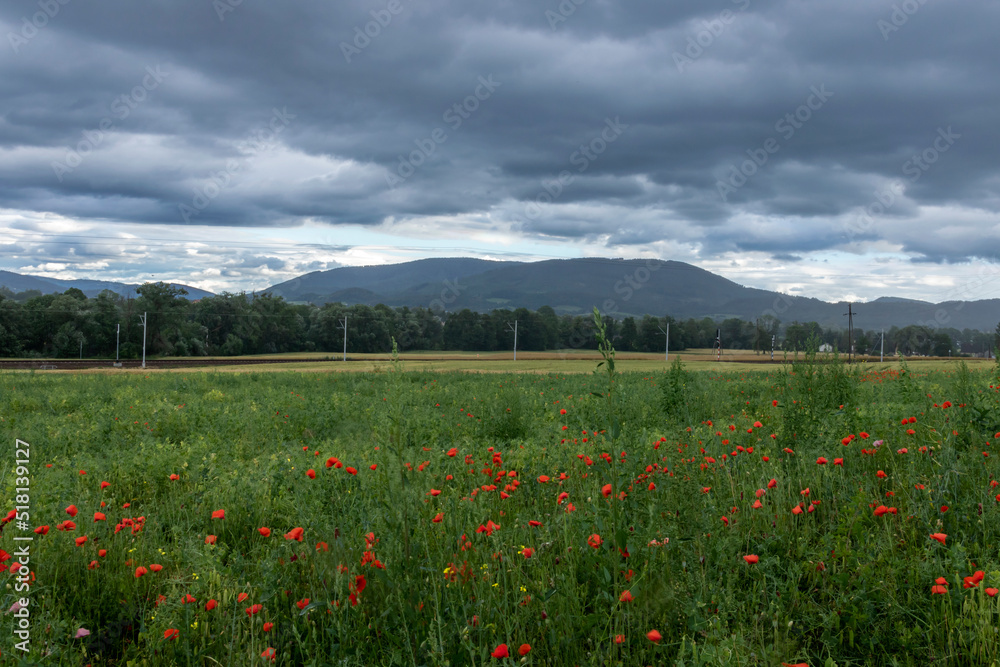 A meadow full of poppies against a background of rainy skies and distant mountains